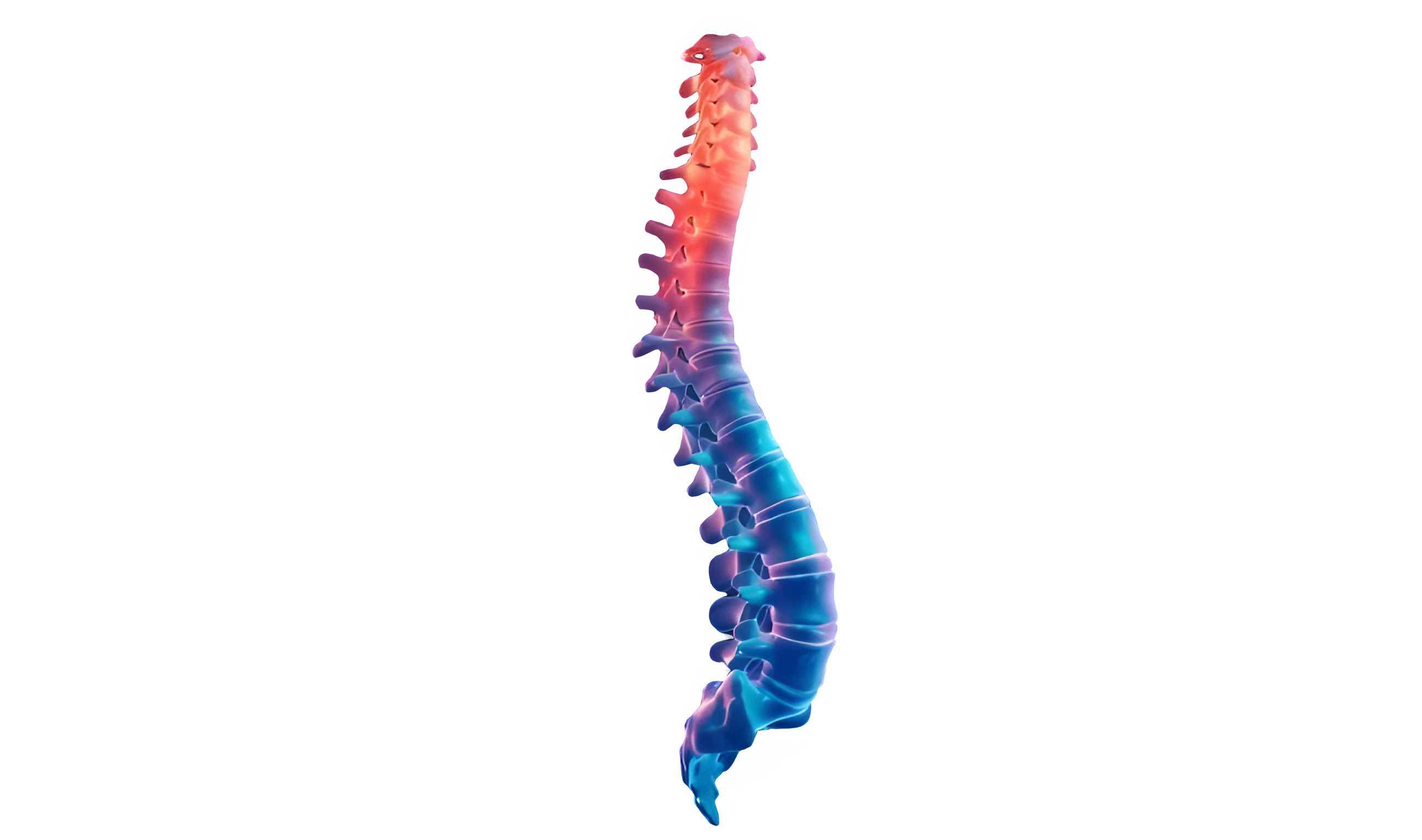 Spine anatomy visualization